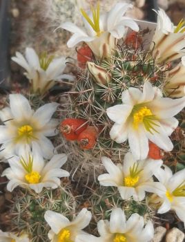 Preview: Mammillaria louisae TL1464